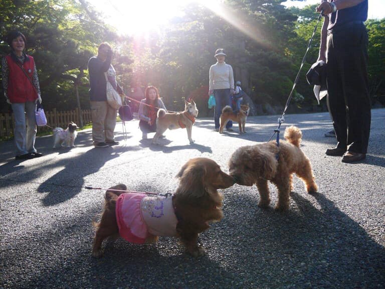 函館公園内噴水の広場