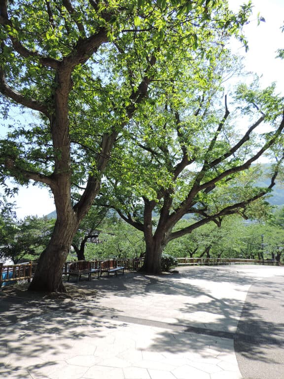 函館公園