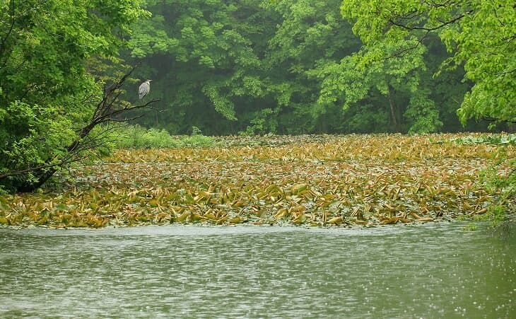 大沼国定公園の小沼自然散策路