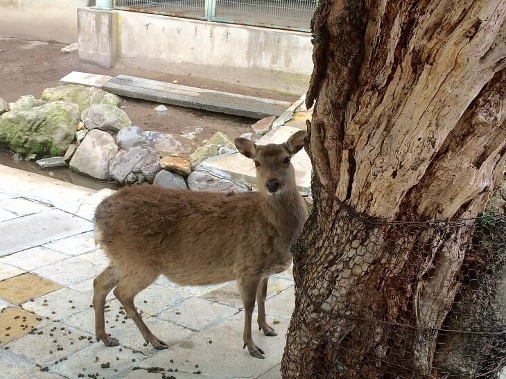 函館公園