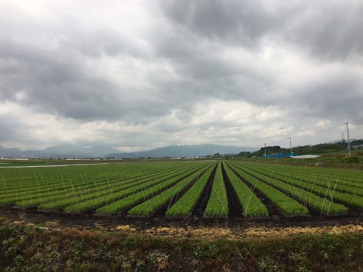 七飯町