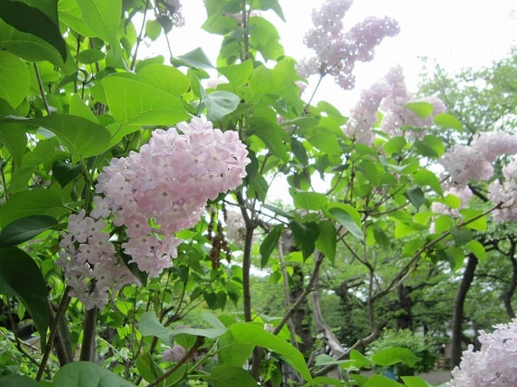 函館公園・ユースデンゆかりのライラック