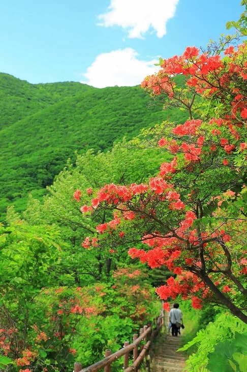 恵山つつじ公園