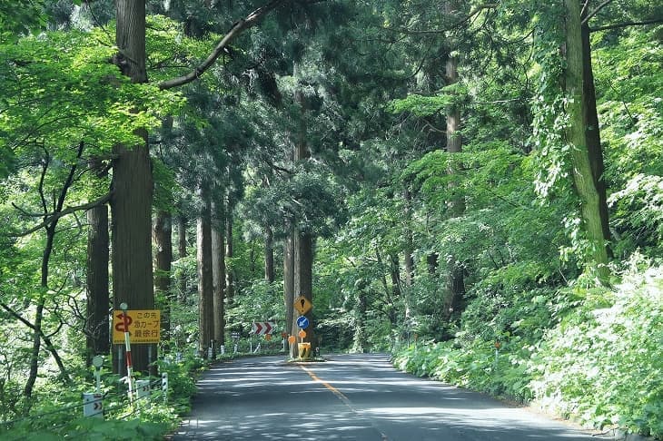 函館山登山道